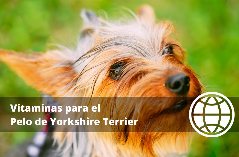 Vitaminas para el Pelo de Yorkshire Terrier