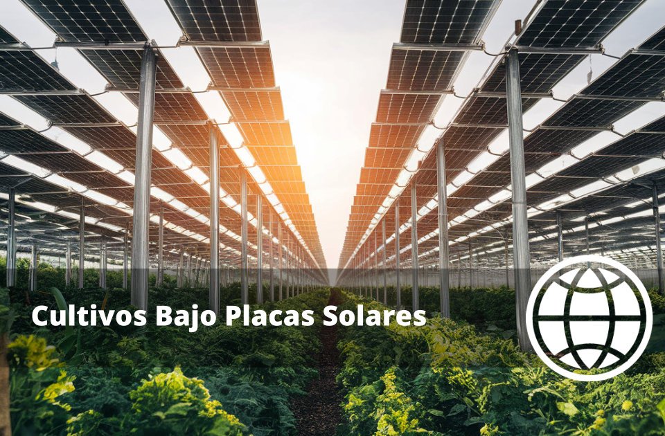 Cultivos Bajo Placas Solares