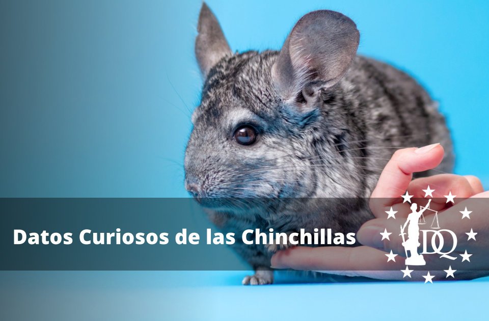 Datos Curiosos de las Chinchillas