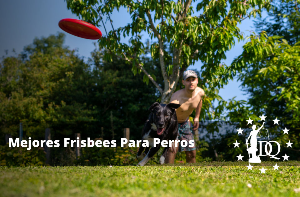 Mejores Frisbees Para Perros