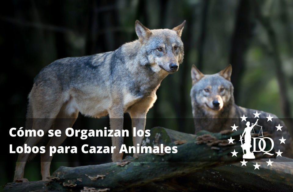 Cómo se Organizan los Lobos para Cazar Animales