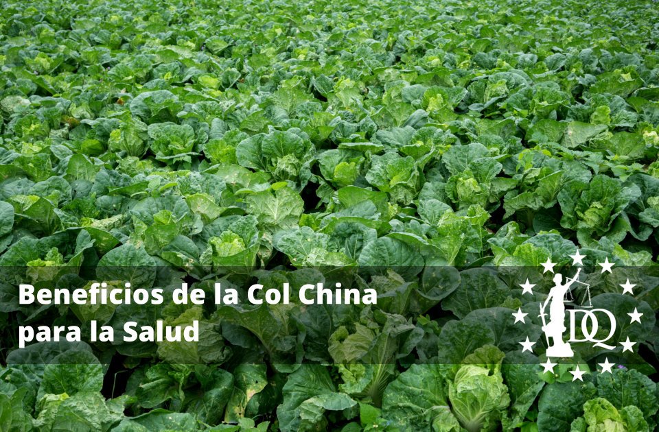 Beneficios de la Col China para la Salud