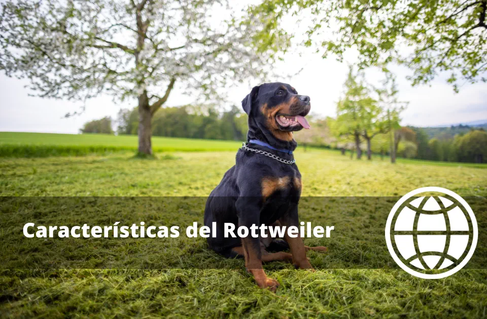 Características del Rottweiler