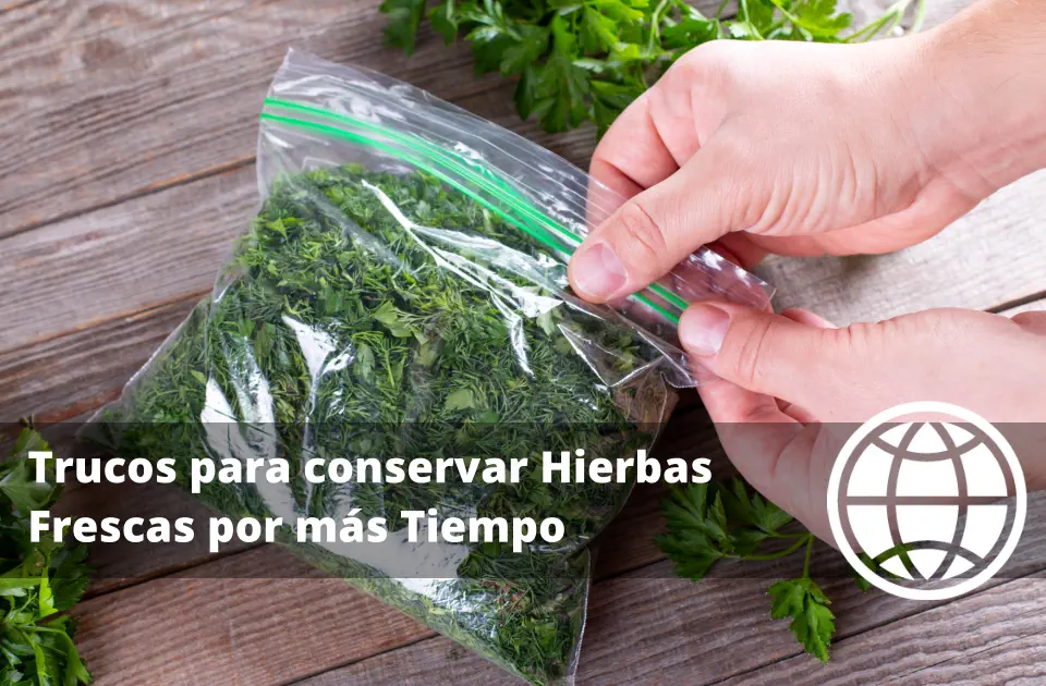 Trucos para conservar Hierbas Frescas por más Tiempo
