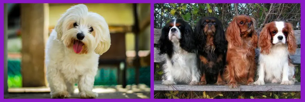 Perros de Compañía