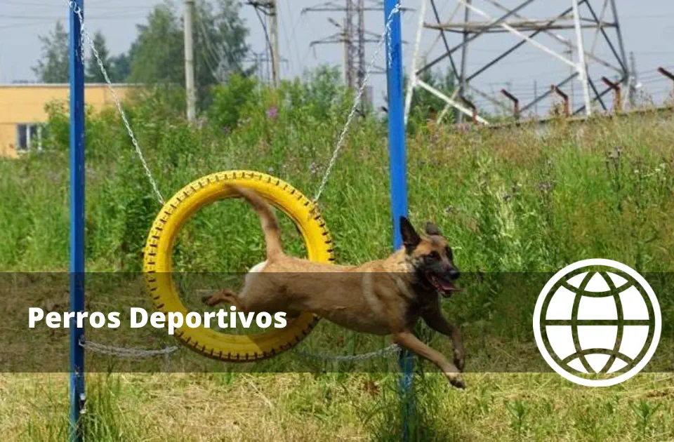 Qué son los Perros Deportivos y de Agilidad