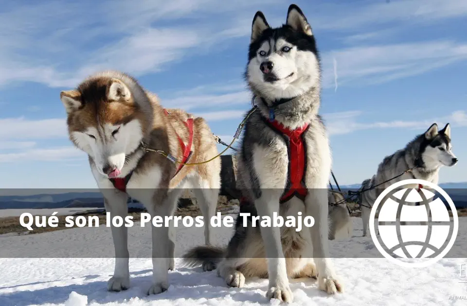 Qué son los Perros de Trabajo